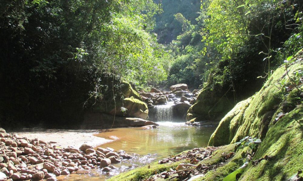 Parque Nacional El Rey: un tesoro oculto en la selva de las Yungas - Salta  Sur